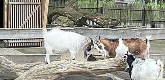 Jetzt wird's tierisch